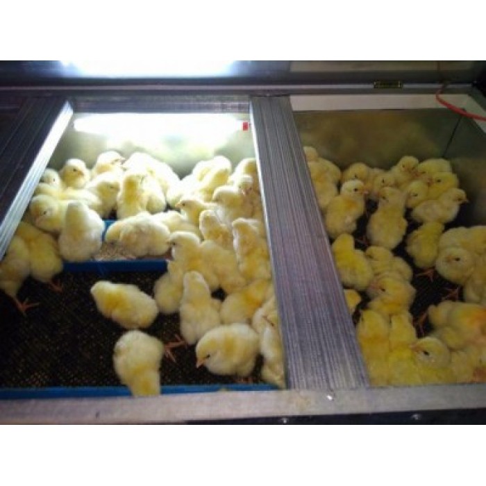 Брудер Наседка-100 полупрофесійний